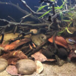 River Rocks in an Aquarium