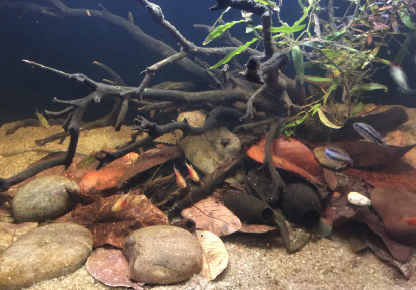 River Rocks in an Aquarium