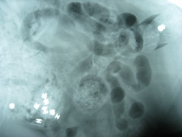 Rivets and a leather tool belt in a dog's stomach