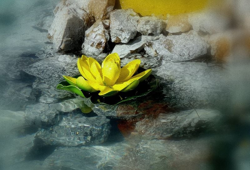 Rock Garden with Yellow Flower
