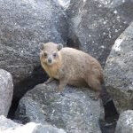 Rock badger hiding among the rocks
