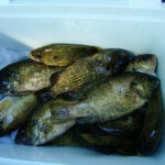 Catch of rock bass