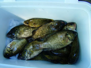 Catch of rock bass