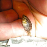 Rock Bass with Non-Red Eyes