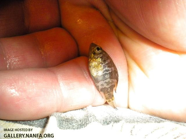 Rock Bass with Non-Red Eyes