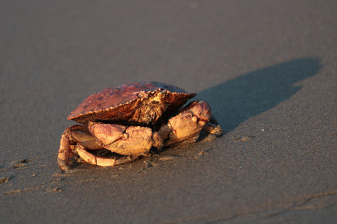 Rock crab on coastal rocks