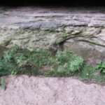 Rocks, plants and sand