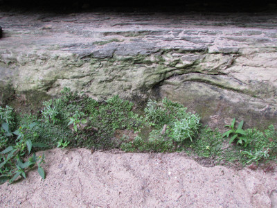 Rocks, plants and sand
