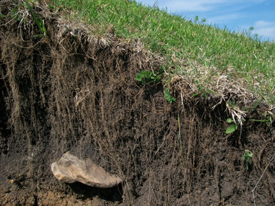 Plants, soil and roots
