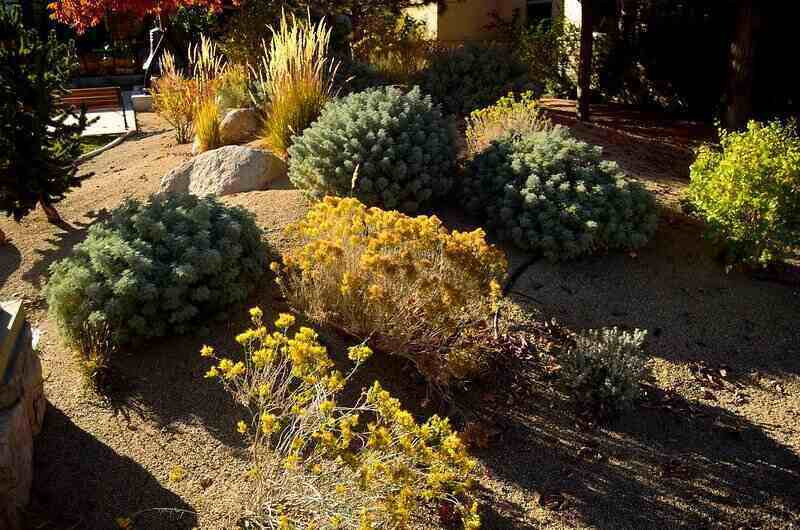 Xeriscape Landscaping with Small Bushes