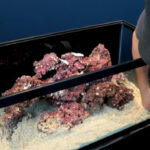 Ryan aquascaping a 40 breeder