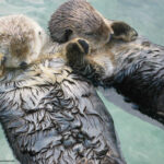 Sea otters holding hands to prevent drifting