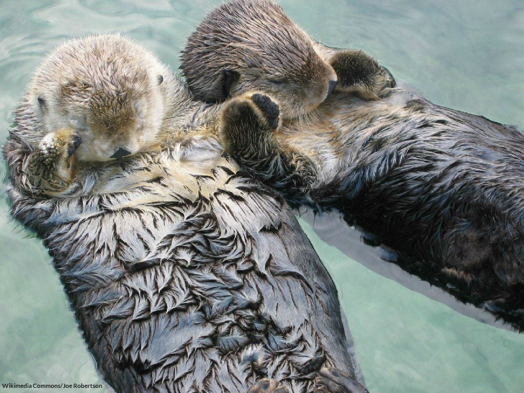 Sea otters holding hands to prevent drifting
