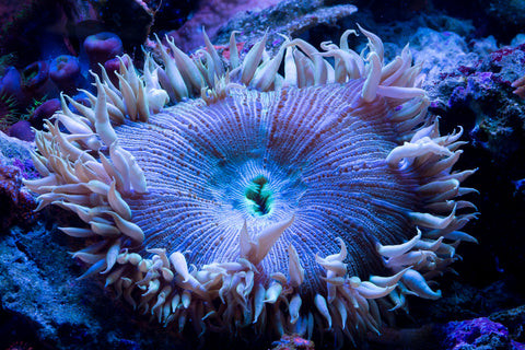 A reef tank featuring carefully arranged rockscapes providing a natural habitat for marine life
