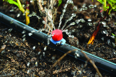 Soaker hose watering plants in a raised garden bed