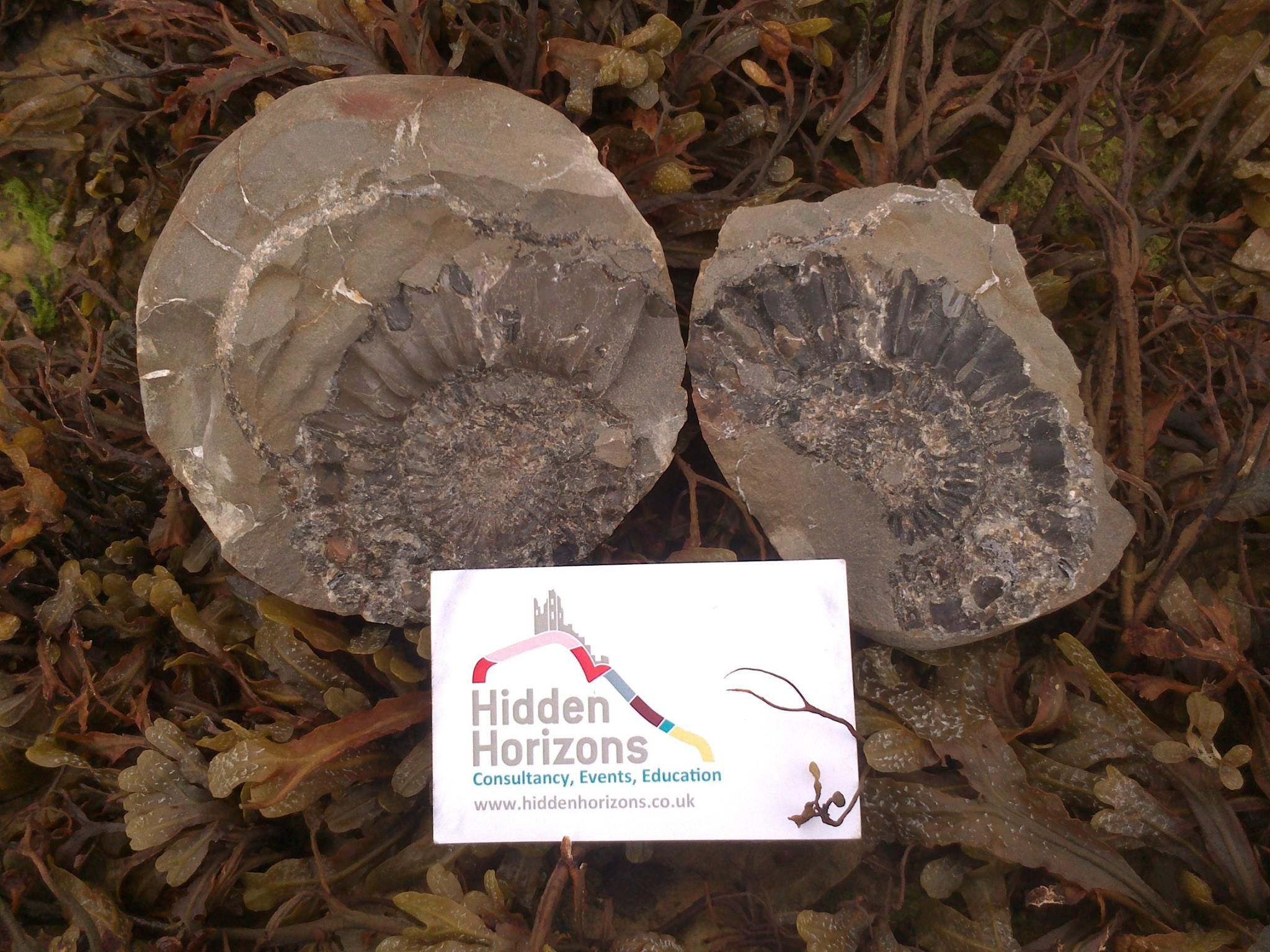 Split Ammonite