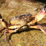 Stone crab claw close-up