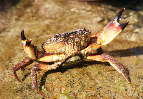 Stone crab claw close-up