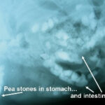 Stones in a dog's stomach