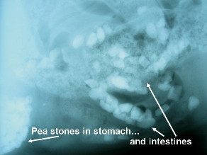 Stones in a dog's stomach