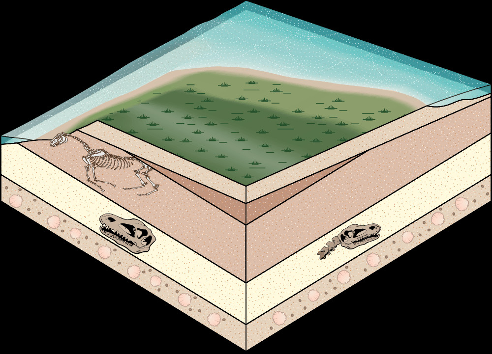 Fossil horse bones exposed above ground after erosion