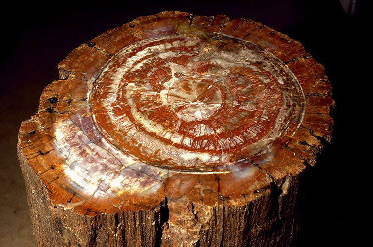 Petrified tree trunk