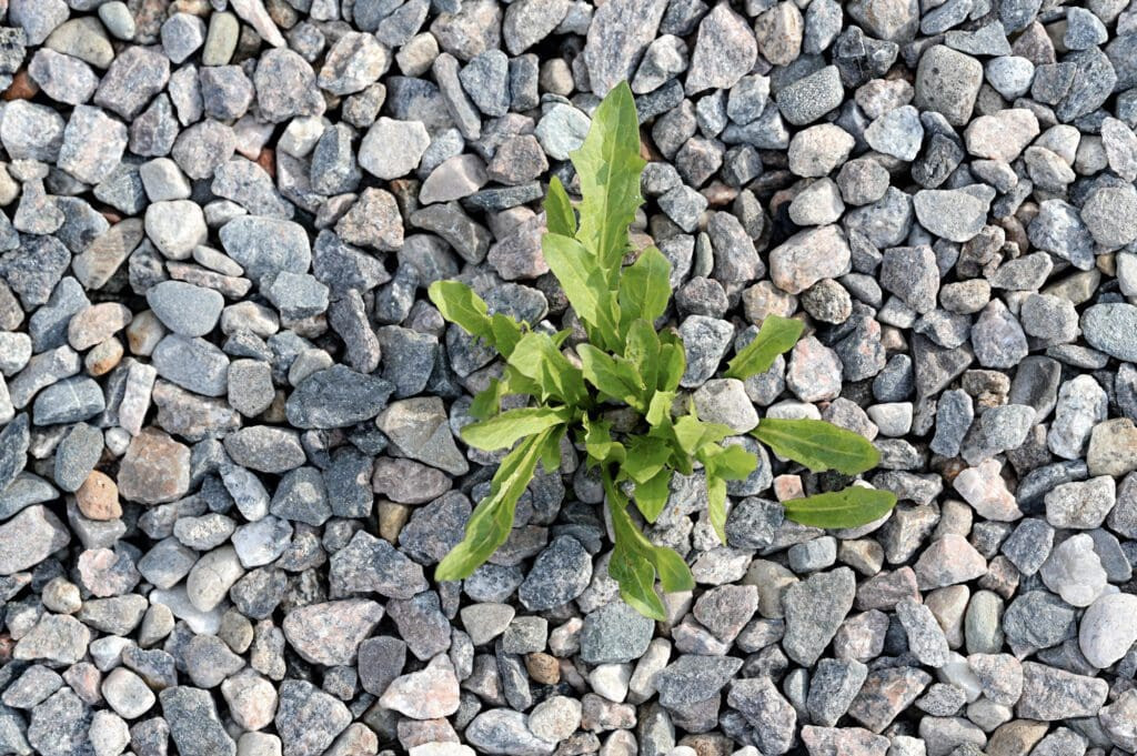 Weeds can still germinate and grow in gravel despite the use of landscape fabric, requiring consistent maintenance and weed removal efforts.