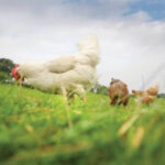 Herbivores benefit from eating rocks