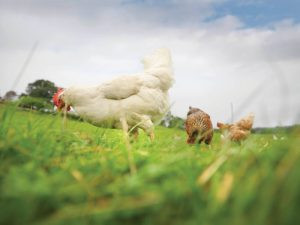 Herbivores benefit from eating rocks