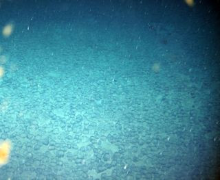 Manganese nodules forming on the ocean floor through metal precipitation